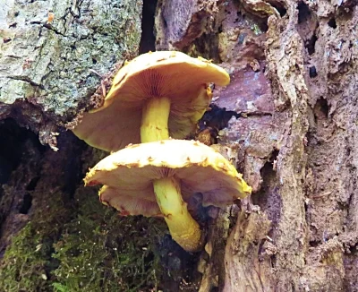 Mushroom, Salmon River