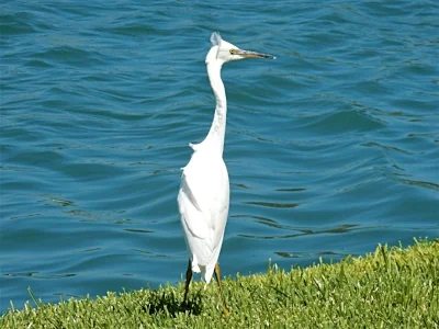 Egret, California