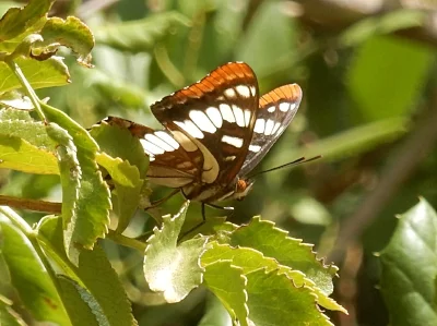 Admiral Butterfly, Santiago Oaks Park