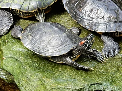 Turtle, Sherman Garden, California