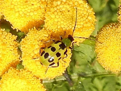 Cucumber Beetle, Steigerwald Wildlife Refuge
