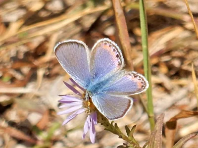 Anna's Blue Butterfly, The Crooked River, Oregon