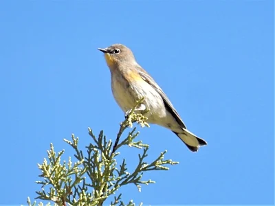Warbler, The Crooked River, Oregon