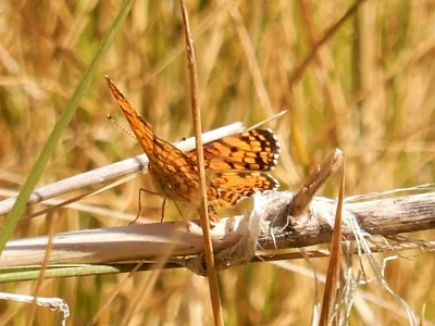 Butterfly, The Crooked River, Oregon