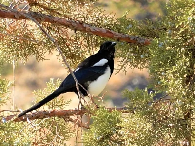 Magpie, The Crooked River, Oregon