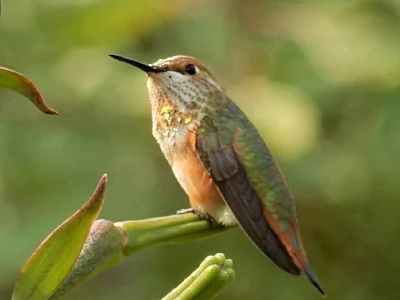 Hummingbird, Wildlife Botanical Garden