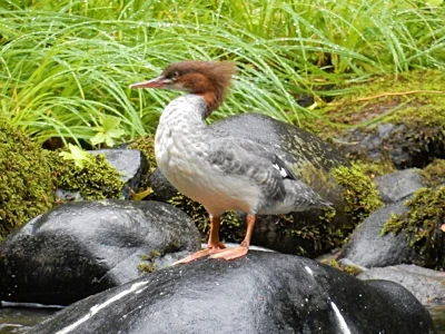 Common Merganser, Salmon River