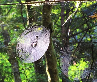 Spiderwebs, Lacamas Lake Park