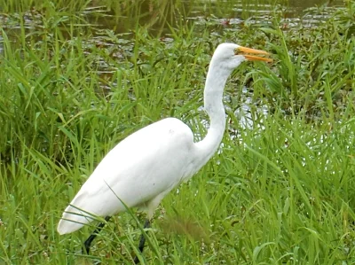 Egret, Ridgefield Wildlife Refuge