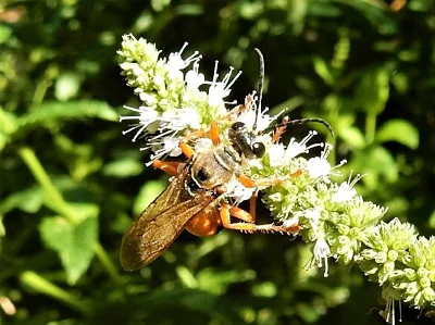 Insect, Wildlife Botanical Garden