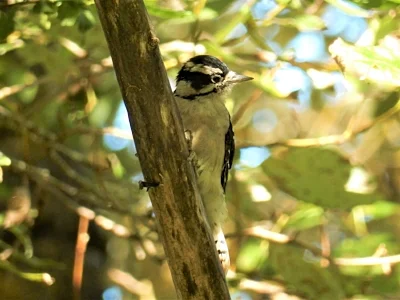 Downey Woodpecker, Steigerwald Wildlife Refuge