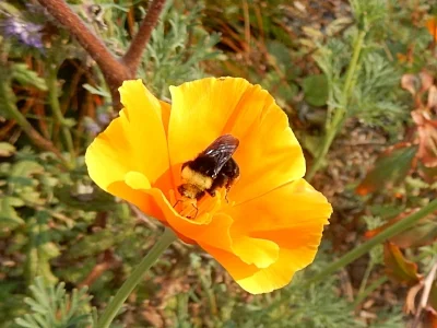 Bumble Bee in Poppy, Wildlife Botanical Garden