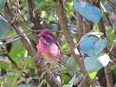 Purdy Purple Finch, Wildlife Botanical Garden
