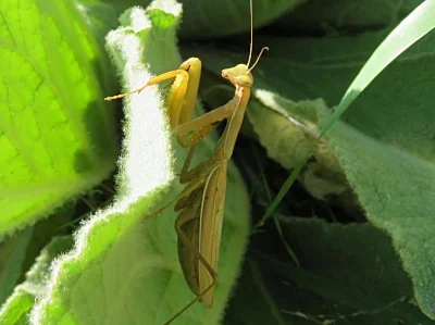 Praying Mantis, Steigerwald Wildlife Refuge