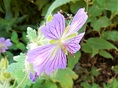 Geranium, Wildlife Botanical Garden