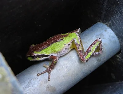 Tree Frog, Steigerwald Wildlife Refuge