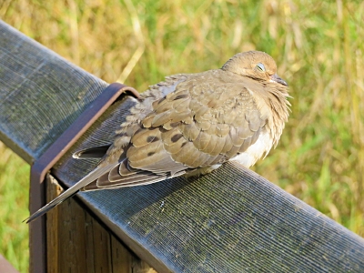 Sleeping Mourning Dove, Steigerwald Wildlife Refuge