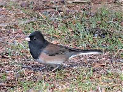 Black-headed Grosbeak