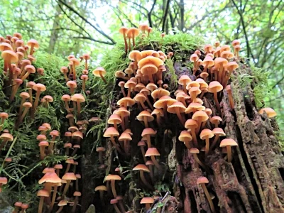 Mushrooms, Wildlife Botanical Woods