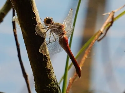 Dragonfly, Wildlife Botanical Garden