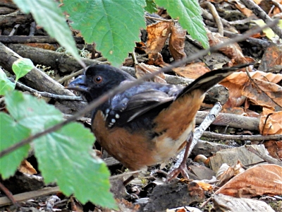 Towhee, Jackson Bottom Wetland Preserve