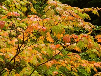 Fall Leaves, Lacamas lake Park