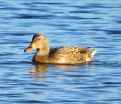 Female Duck, Steigerwald Wildlife Refuge