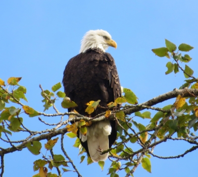 Eagle, Steigerwald Wildlife Refuge