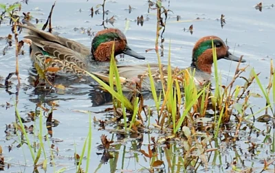 Green Wing Teal Ducks, Ridgefield Wildlife Refuge
