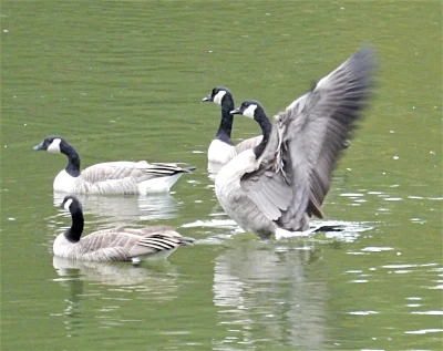 Geese, Fallen Leaf Lake