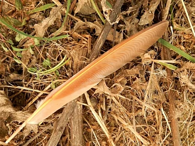 Flicker Feather, Steigerwald Wildlife Refuge