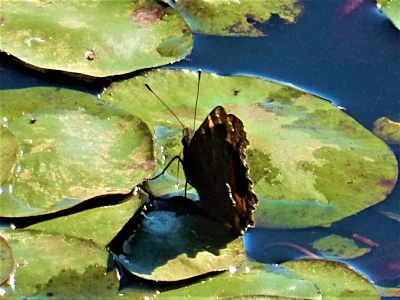 Butterfly, Steigerwald Wildlife Refuge