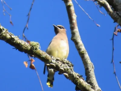 Cedar Waxwing, Tualatin National Wildlife Refuge