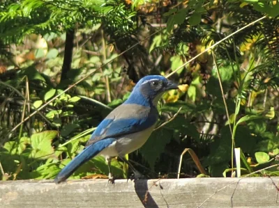 Scrub Jay, Tualatin Valley Nature Park