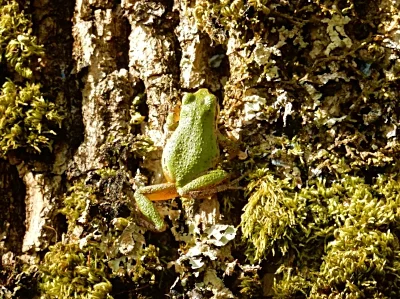 Tree Frog, Ridgefield Wildlife Refuge