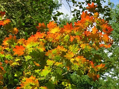 Fall Leaves, Tualatin Hills Nature Park