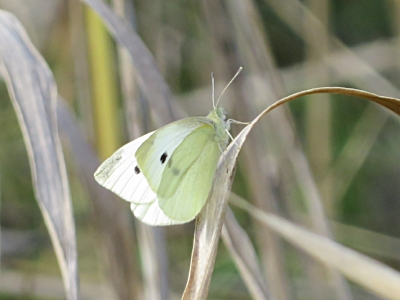 Cabbage White Butterfly, Steigerwald Wildlife Refuge