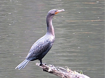Cormorant, Lacamas Lake