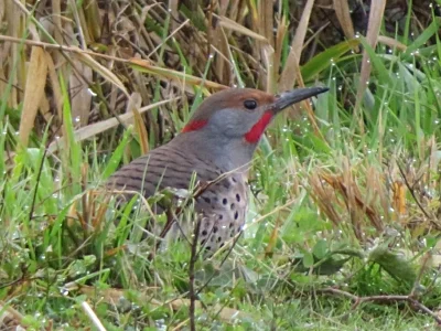 Flicker, Steigerwald Wildlife Refuge