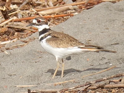Killdeer, Vancouver Lake