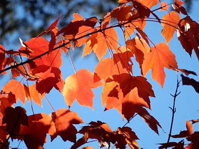 Maple Leaves, Back Yard