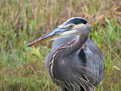 Blue Heron, Ridgefield Wildlife Refuge