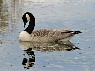 Goose, Steigerwald Wildlife Refuge