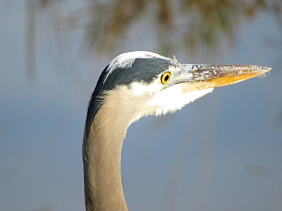 Heron, Ridgefield Wildlife Refuge
