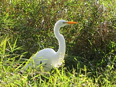 Egret, Ridgefield Wildlife Refuge
