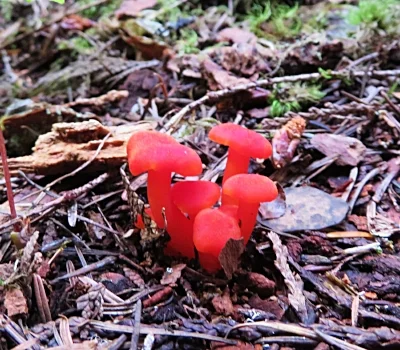 Mushrooms, Salmon River