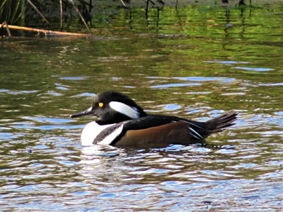 Male Hooded Merganser, Ridgefield Wildlife Refuge