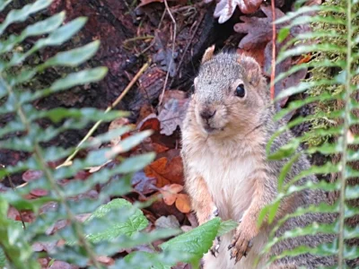 Squirrel, Tualatin Hills Nature Park