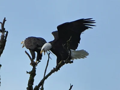 Eagles, Ridgefield Wildlife Refuge