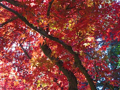 Maple Tree, The Grotto